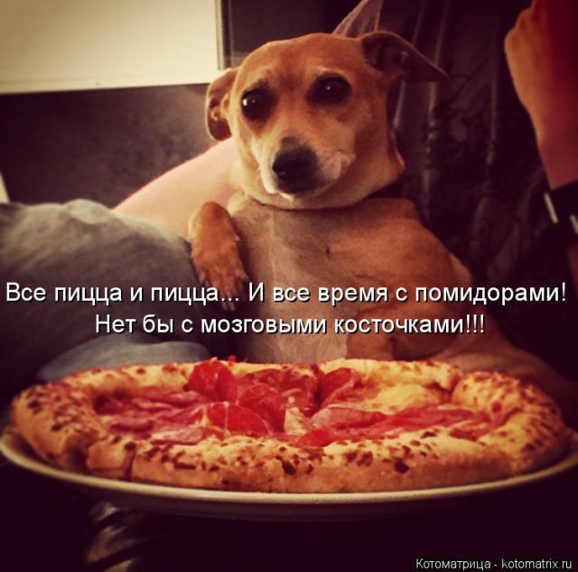 Лучшие котоматрицы недели