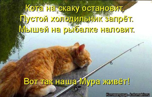 Лучшие котоматрицы недели