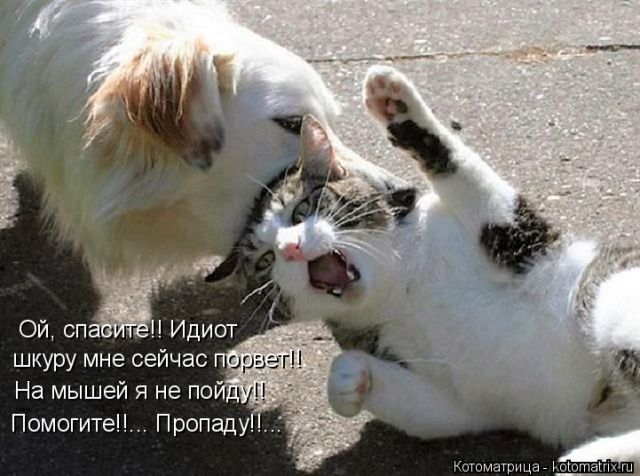 Лучшие котоматрицы недели