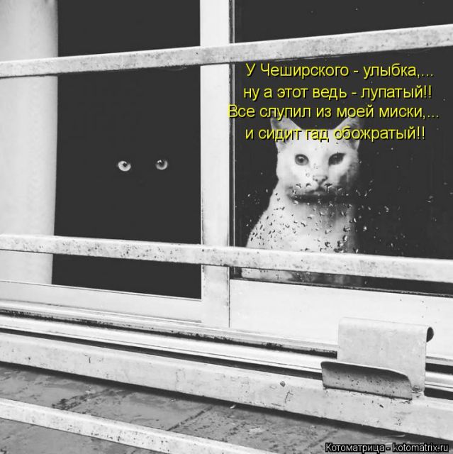 Лучшие котоматрицы недели