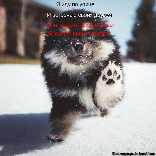 Лучшие котоматрицы недели