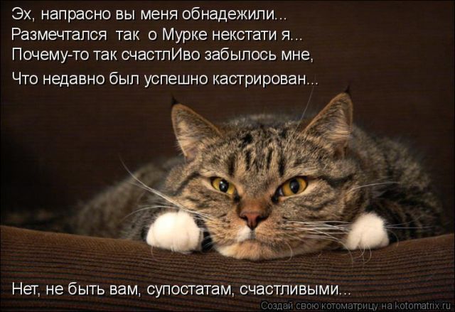 Лучшие котоматрицы недели