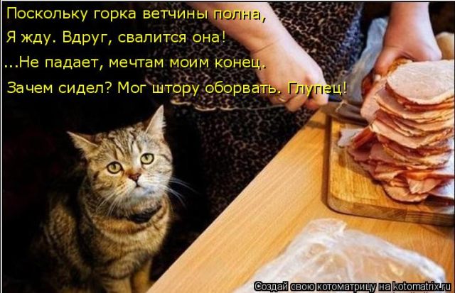 Лучшие котоматрицы недели