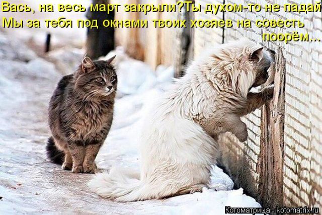 Лучшие котоматрицы недели