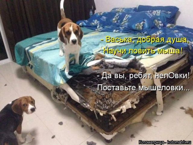 Лучшие котоматрицы недели