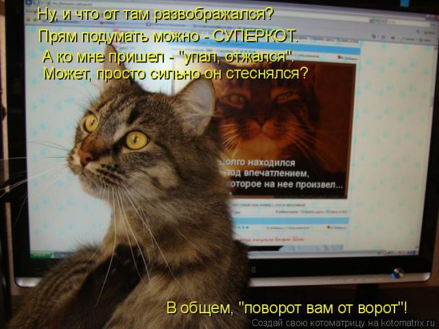 Лучшие котоматрицы недели