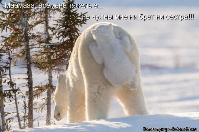 Лучшие котоматрицы недели