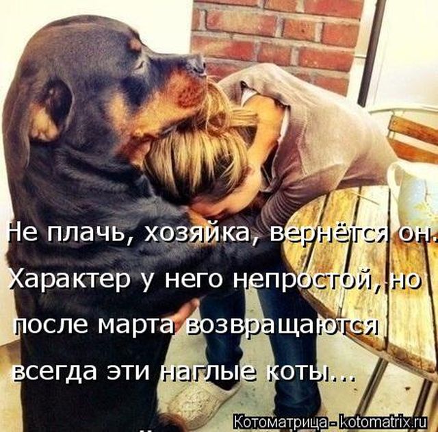 Лучшие котоматрицы недели