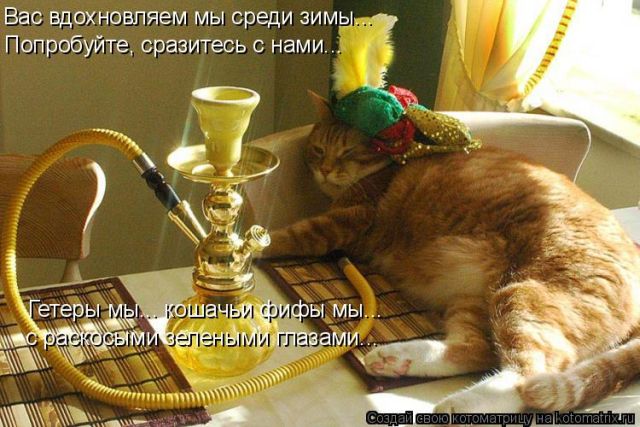 Лучшие котоматрицы недели