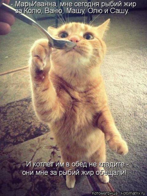 Лучшие котоматрицы недели