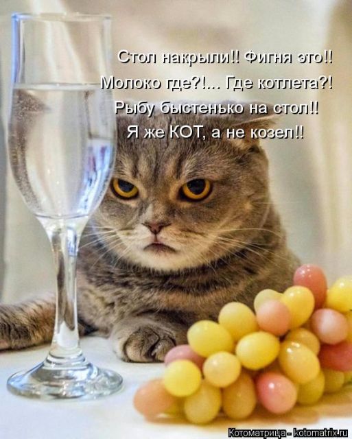 Лучшие котоматрицы недели