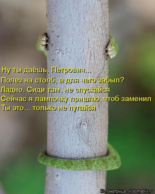 Лучшие котоматрицы недели