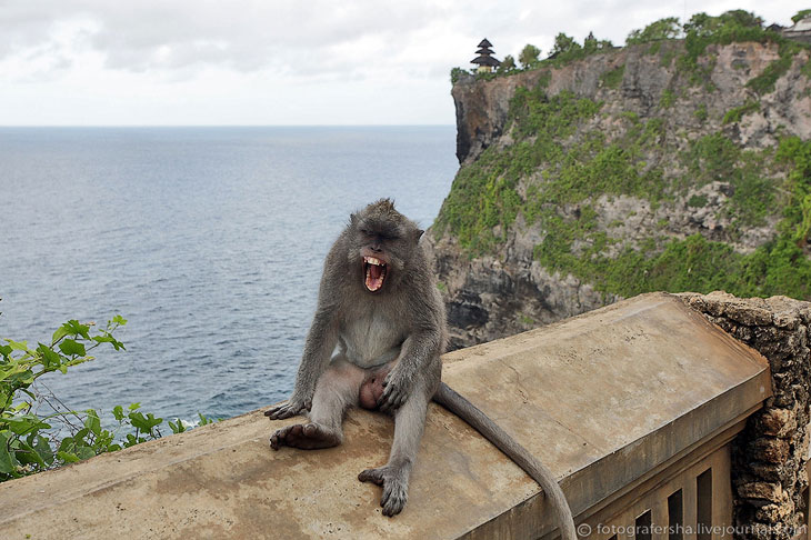 Обезьяний лес на Бали Обезьяний лес на Бали