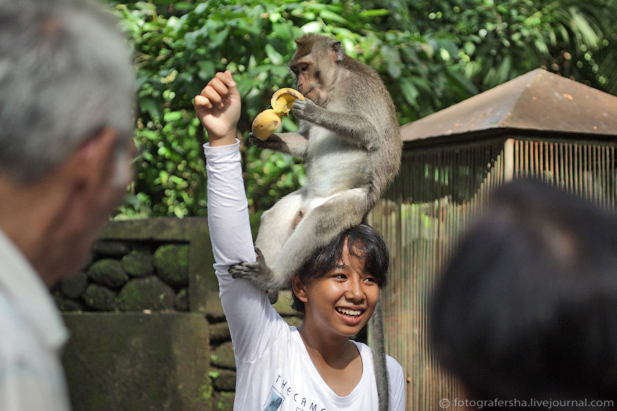 Обезьяний лес на Бали Обезьяний лес на Бали