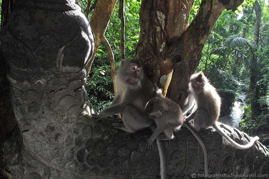 Обезьяний лес на Бали Обезьяний лес на Бали
