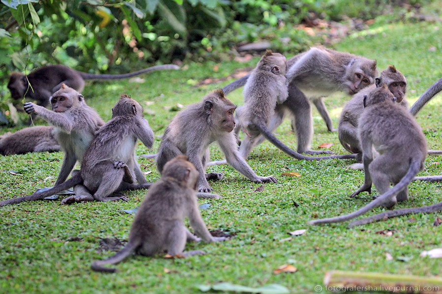 Обезьяний лес на Бали Обезьяний лес на Бали
