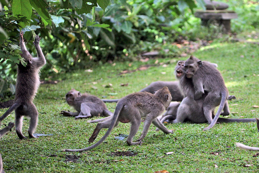 Обезьяний лес на Бали Обезьяний лес на Бали