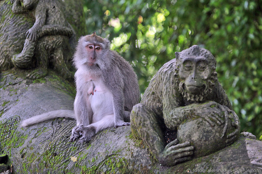 Обезьяний лес на Бали Обезьяний лес на Бали