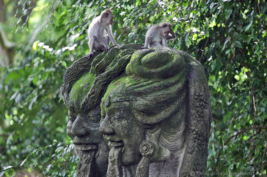 Обезьяний лес на Бали Обезьяний лес на Бали