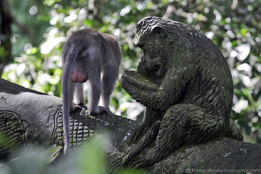 Обезьяний лес на Бали Обезьяний лес на Бали
