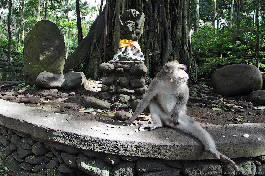 Обезьяний лес на Бали Обезьяний лес на Бали