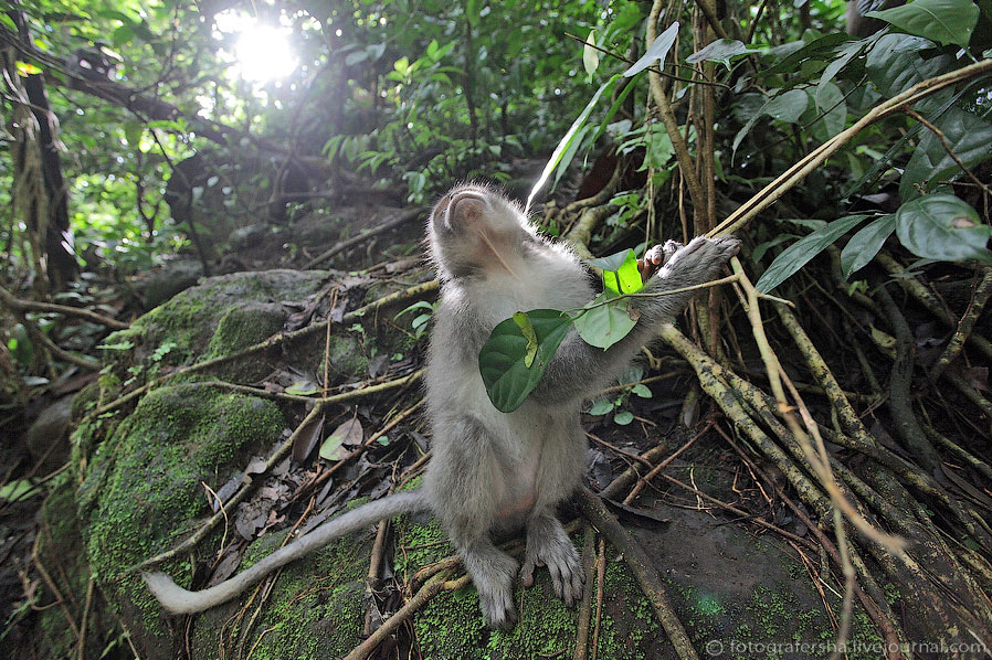 Обезьяний лес на Бали Обезьяний лес на Бали