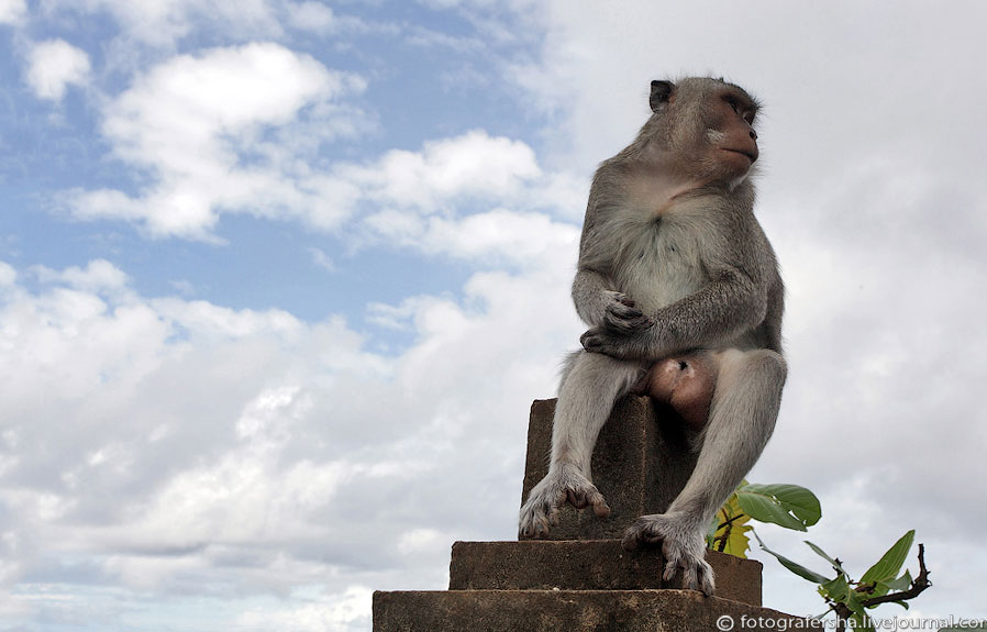Обезьяний лес на Бали Обезьяний лес на Бали