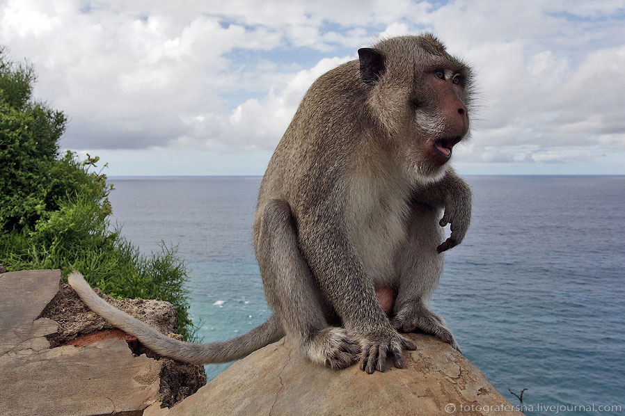 Обезьяний лес на Бали Обезьяний лес на Бали