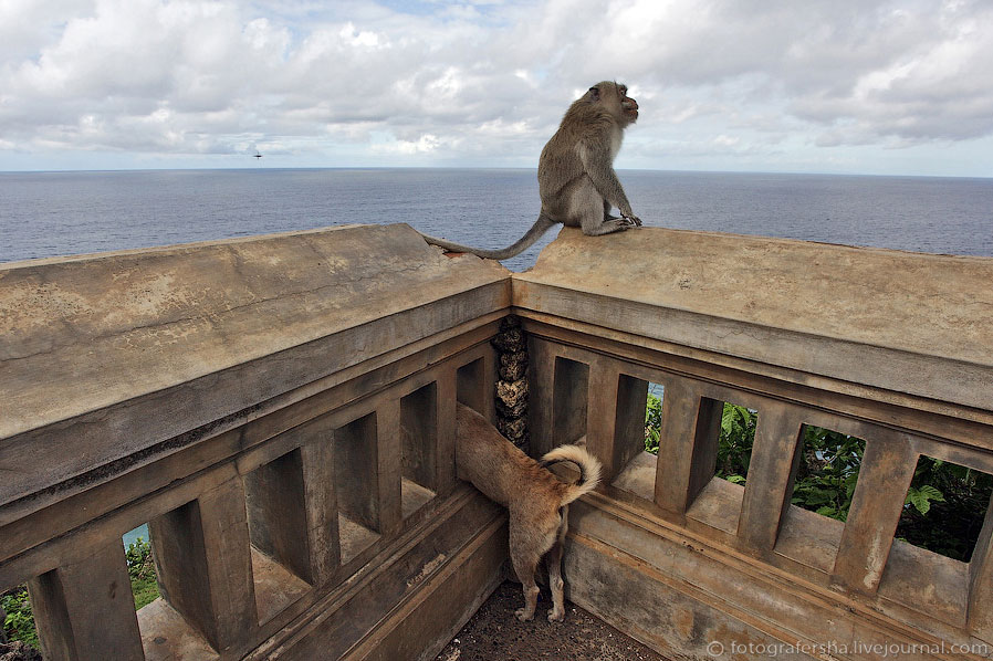 Обезьяний лес на Бали Обезьяний лес на Бали