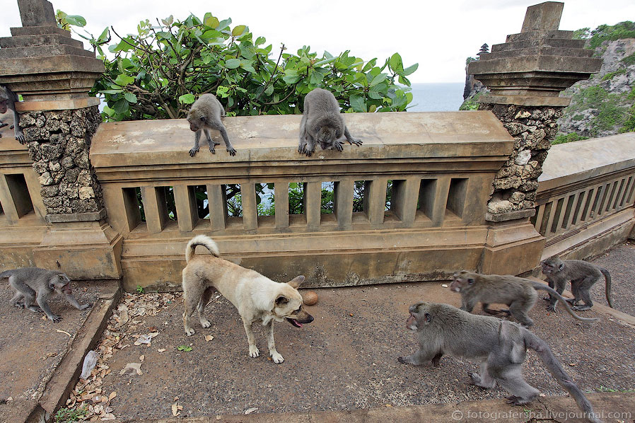 Обезьяний лес на Бали Обезьяний лес на Бали