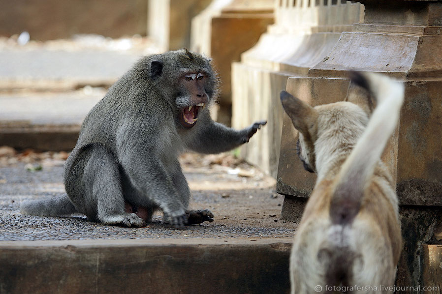 Обезьяний лес на Бали Обезьяний лес на Бали