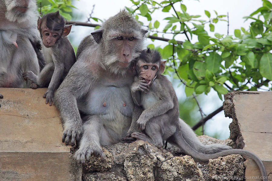 Обезьяний лес на Бали Обезьяний лес на Бали