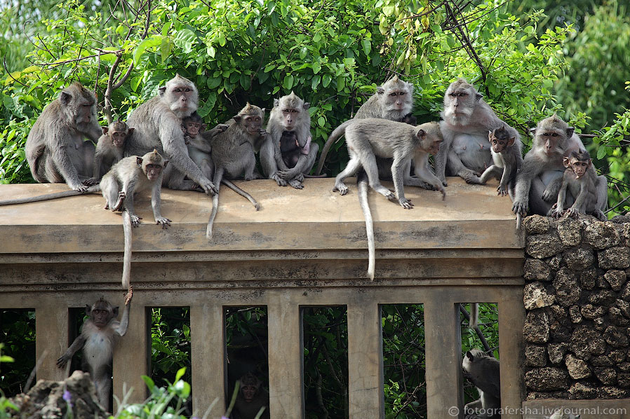 Обезьяний лес на Бали Обезьяний лес на Бали