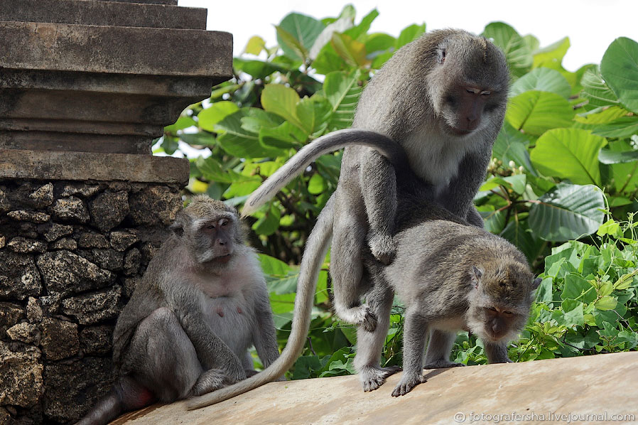 Обезьяний лес на Бали Обезьяний лес на Бали