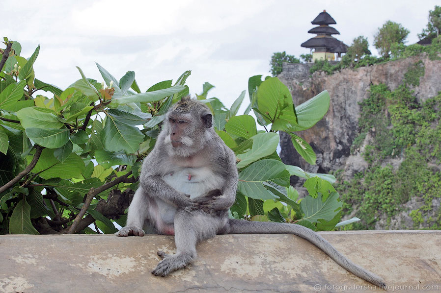 Обезьяний лес на Бали Обезьяний лес на Бали