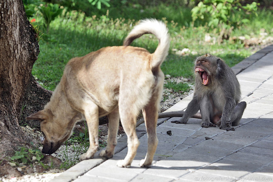 Обезьяний лес на Бали Обезьяний лес на Бали