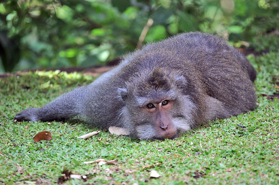 Обезьяний лес на Бали Обезьяний лес на Бали