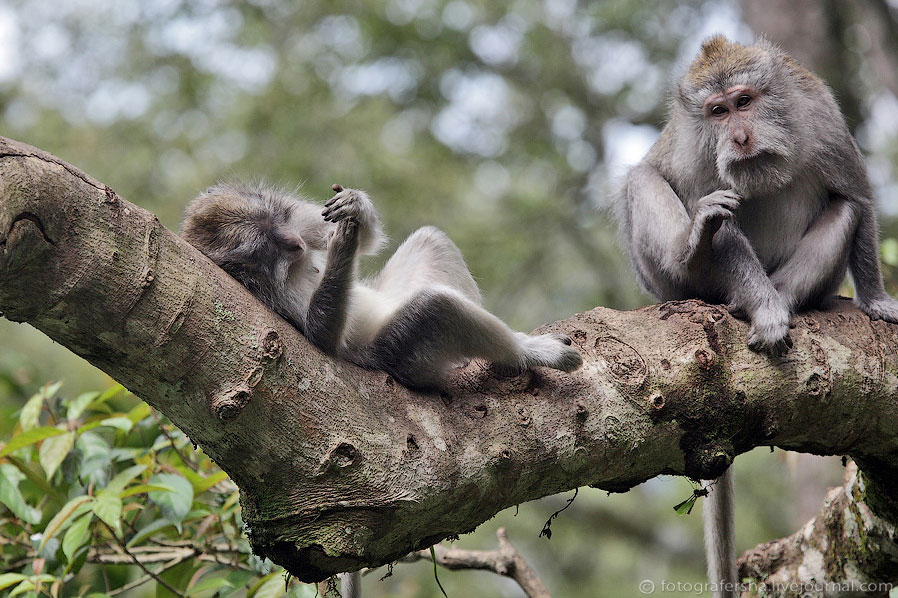 Обезьяний лес на Бали Обезьяний лес на Бали
