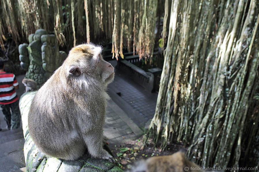 Обезьяний лес на Бали Обезьяний лес на Бали