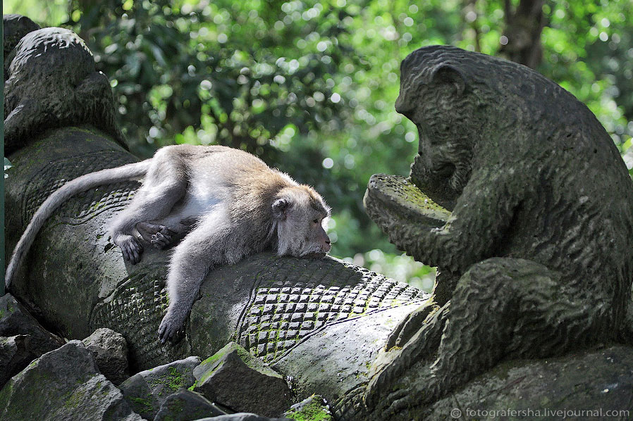 Обезьяний лес на Бали Обезьяний лес на Бали