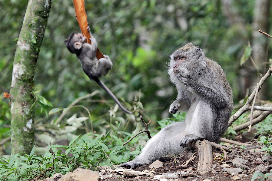 Обезьяний лес на Бали Обезьяний лес на Бали