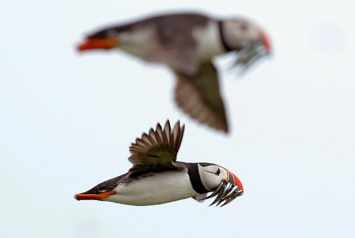 Путешествие на острова Фарн