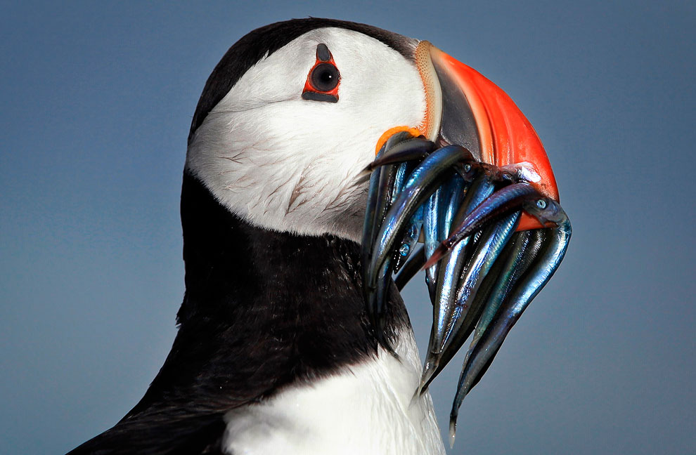 Путешествие на острова Фарн