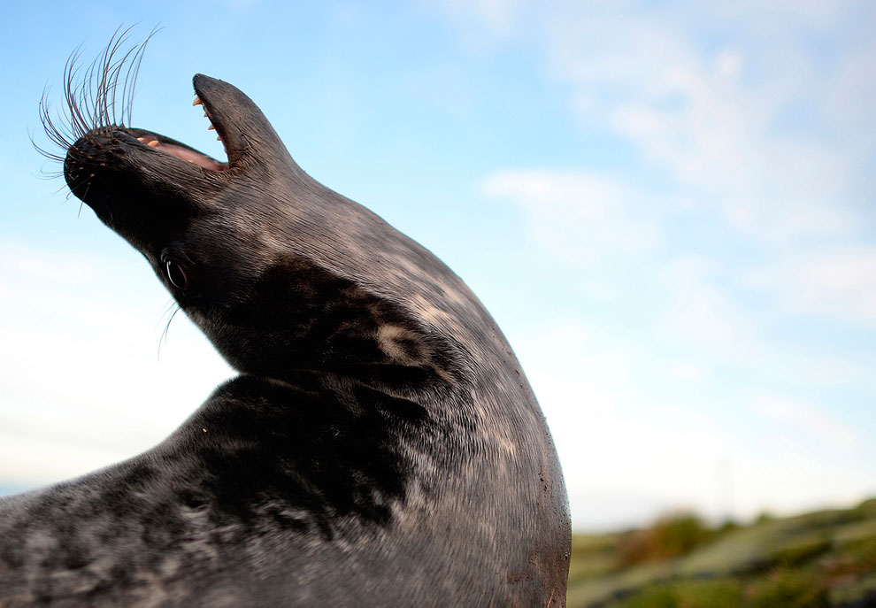 Путешествие на острова Фарн