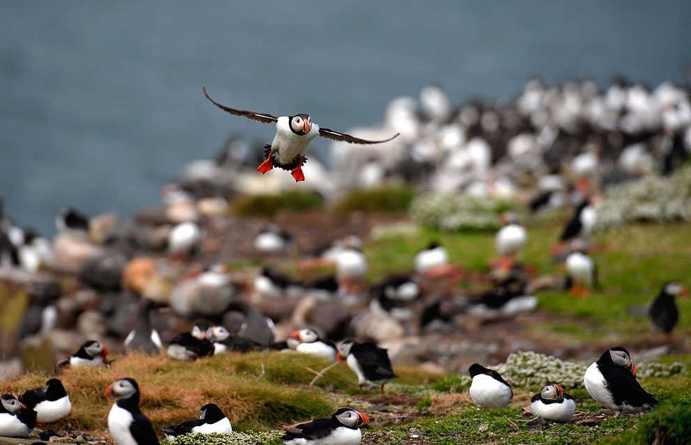 Путешествие на острова Фарн