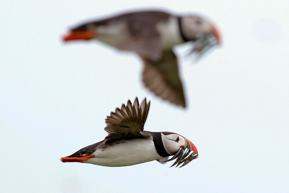 Путешествие на острова Фарн