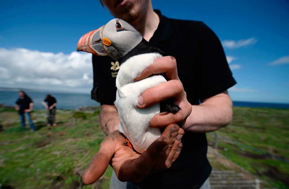 Путешествие на острова Фарн