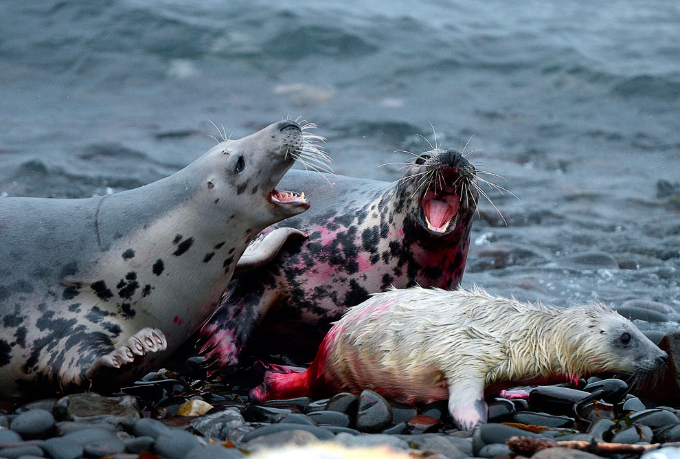 Путешествие на острова Фарн