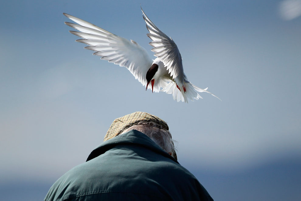Путешествие на острова Фарн