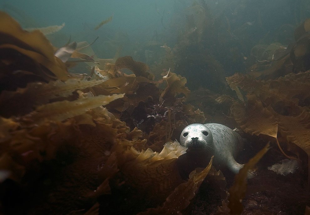 Путешествие на острова Фарн